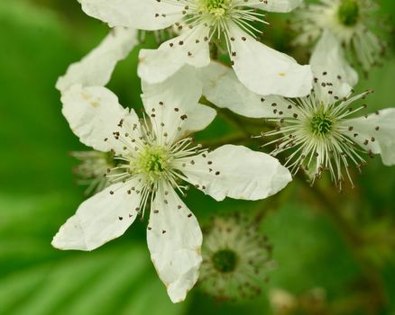 Raspberry Blossoms macro closeup in the spring.