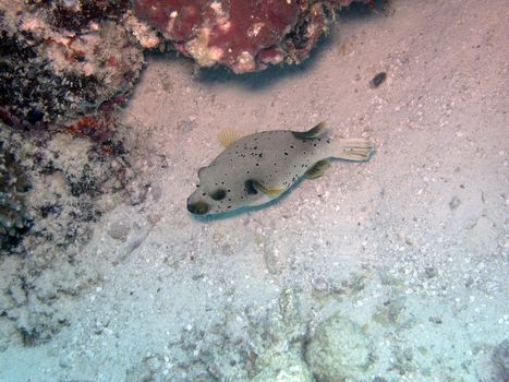 Black-spotted pufferfish swimming on the ocean floor







Black-spotted pufferfish (arothron nigropunctatus)