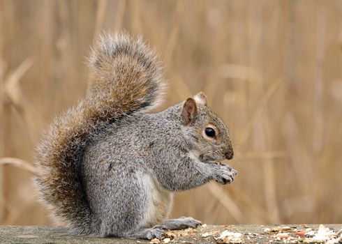 A gray squirrel closeup on a fence with peanuts.