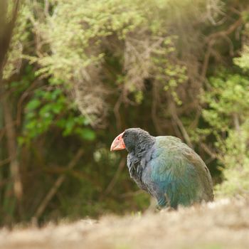 Rare endangered endemic New Zealand flightless bird Takahe, Porphyrio hochstetteri, adult bird