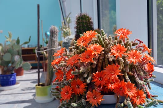 Torch cactus blooms flowers inside conservatory. Echinopsis huascha.