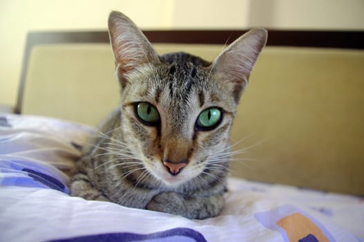 Close up of cat sitting on bed at home.