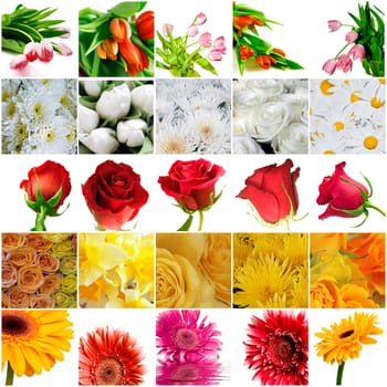 Many beautiful bright flowers on a white background