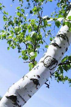 Trunk and green leaves of a birch against the sky