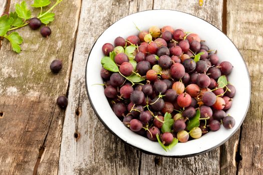 bowl of ripe gooseberry on old wooden plank