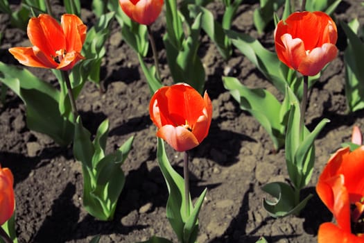 Bright red tulips in warm spring day
