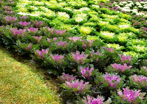 Nice colorful cabbage farming