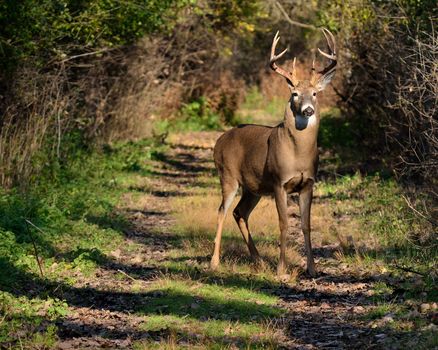 Whitetail Deer Buck standing on a path during the rutting season.