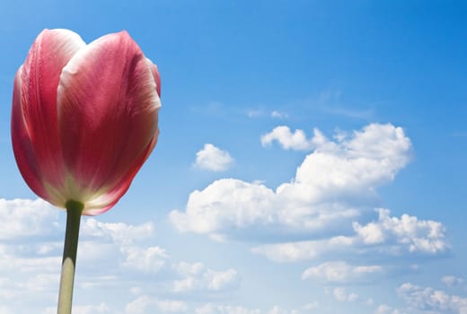 Red tulip on a background of cumulus clouds and blue sky