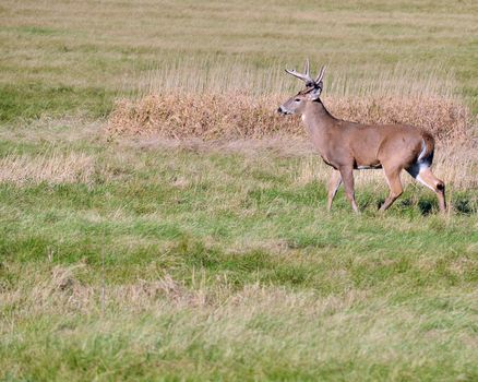 Whitetail Deer Buck standing in an open field in the rutting season.