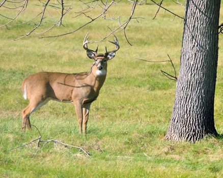 Whitetail Deer Buck standing under a tree in the rutting season.
