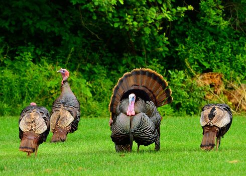 A group of wild turkeys strutting in the spring mating season.