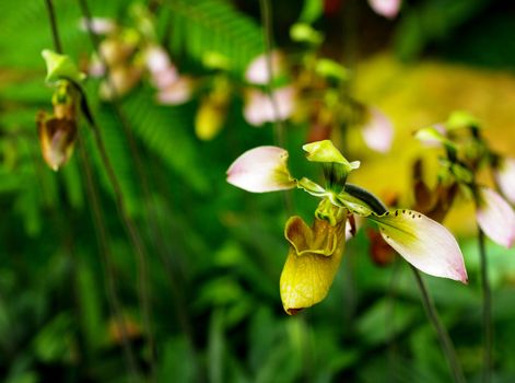 Nice Orchid in Thailand, Paphiopedilum villosum
