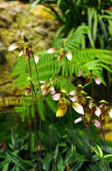 Nice Orchid in Thailand, Paphiopedilum villosum