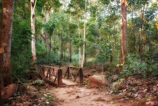 a bridge goes over the creek in the forest