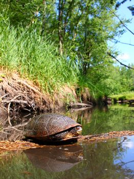 Blandings Turtle (Emydoidea blandingii) basking on a log in a pristine stream of northern Illinois.