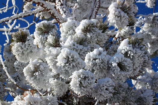 Heavy snowfall clings to the branches of a pine tree in Bryce Canyon National Park of Utah.