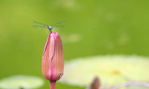 image of a dragonfly on a lily flower