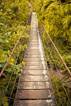 Rope walkway through the treetops in a rain forest