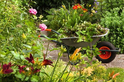Cleaning up summer garden full of flowers and wheelbarrow with garden-waste, plants and weeds - horizontal