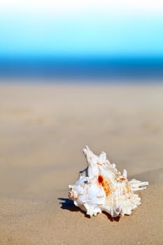 Sea shell on a sandy beach, summertime nature concept