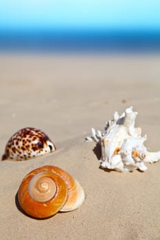 Three sea shells on a sandy beach, summertime nature concept