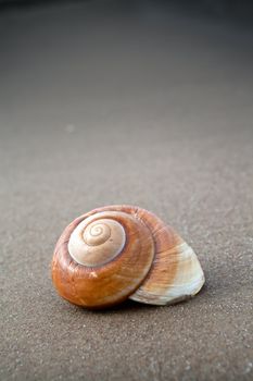 Spiral shell on sandy beach, vertical view and empty space for text