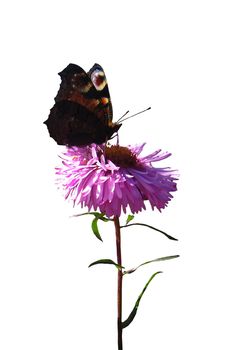 The butterfly of peacock eye isolated on the white background