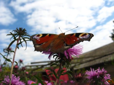 The butterfly of peacock eye on the flower