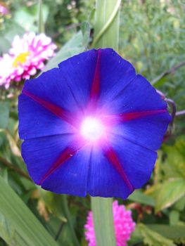 beautiful flower of ipomoea is very motley