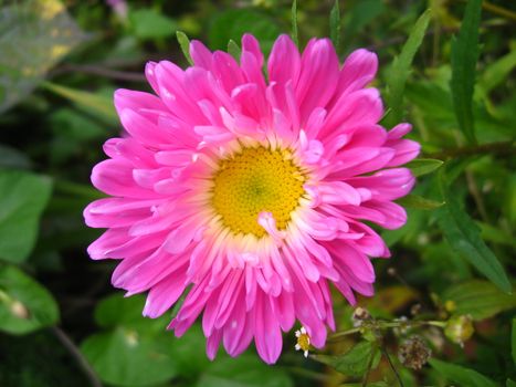 The image of beautiful and bright red aster