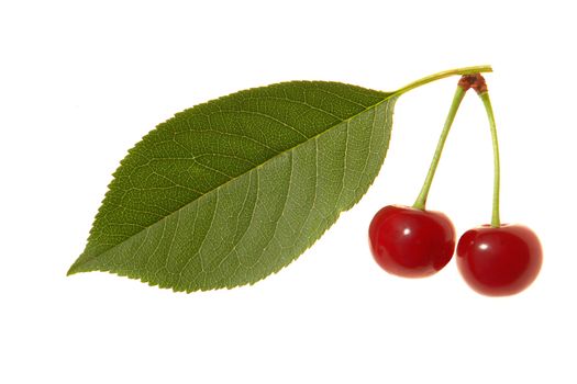 Red cherry �n a white background