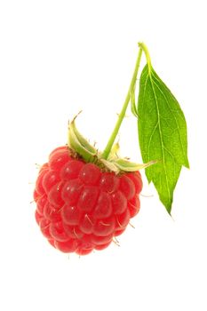 Raspberry �n a white background