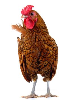 cock on a white background                               