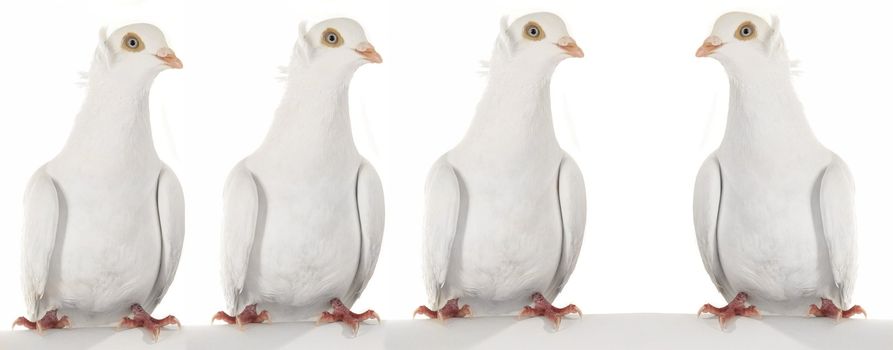 dove �n a white background                                       