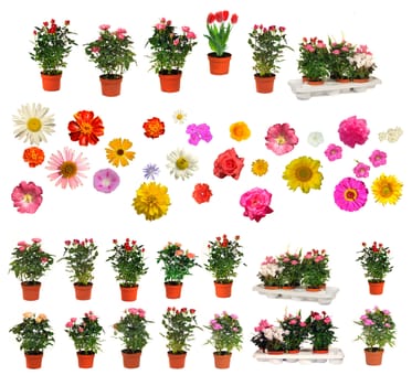 The isolated flowers on a white background