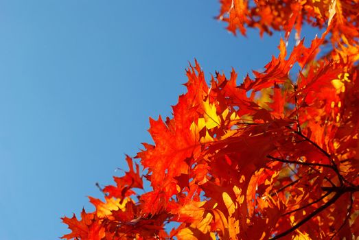 autumn leaves background in sunny day