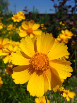 a lot of yellow flowers on the flower bed