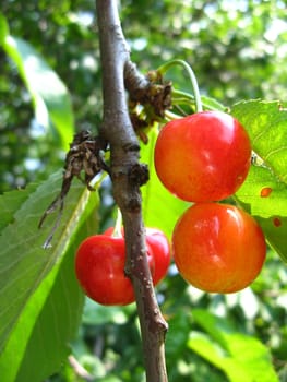Red berries of a sweet cherry hanging on a tree