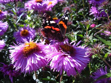 the butterfly of small tortoise-shell sitting on the flower