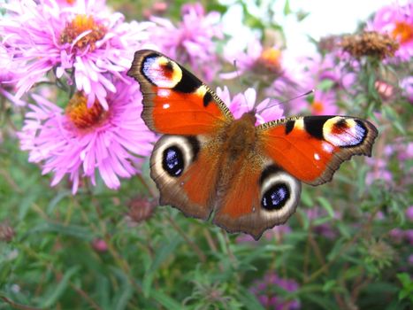 The butterfly of peacock eye on the flower