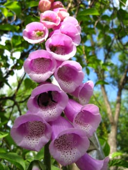 the image with beautiful flower of lilac bluebell