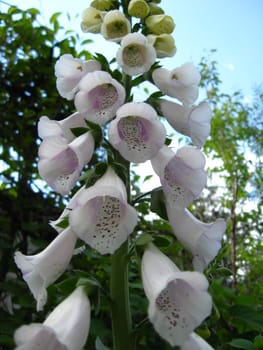 the image with beautiful flower of white bluebell