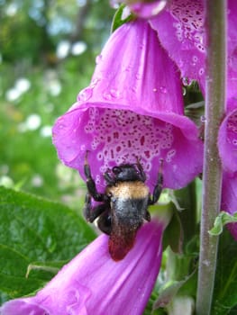 the bumblebee in a flower of beautiful lilac bluebell