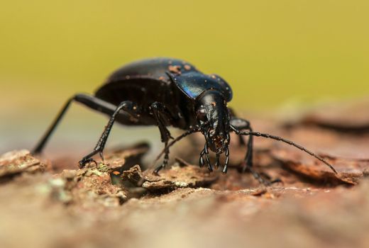 Carabus glabratus