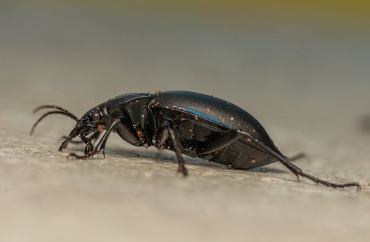 Carabus glabratus