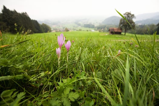 An image of pink flowers in the field