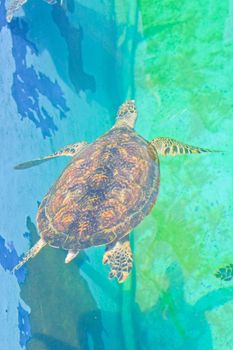  sea turtles in the aquarium of Rayong province,Thailand