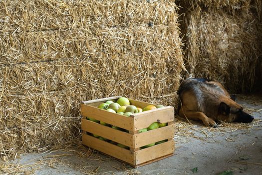 An image of a box of apples and a dog