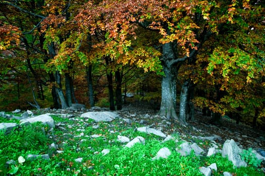 Season theme: an image of nice autumn park